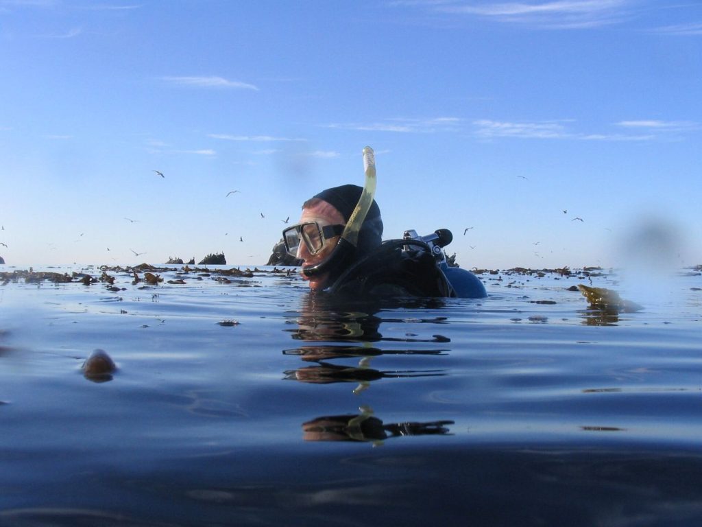 Restoration Divers Replant Kelp Forests on Rocky Coasts diver swimming through a kelp forest underwater